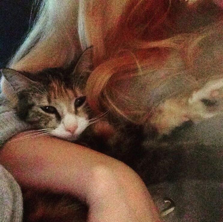 Blanding af racer Bellus billede 4