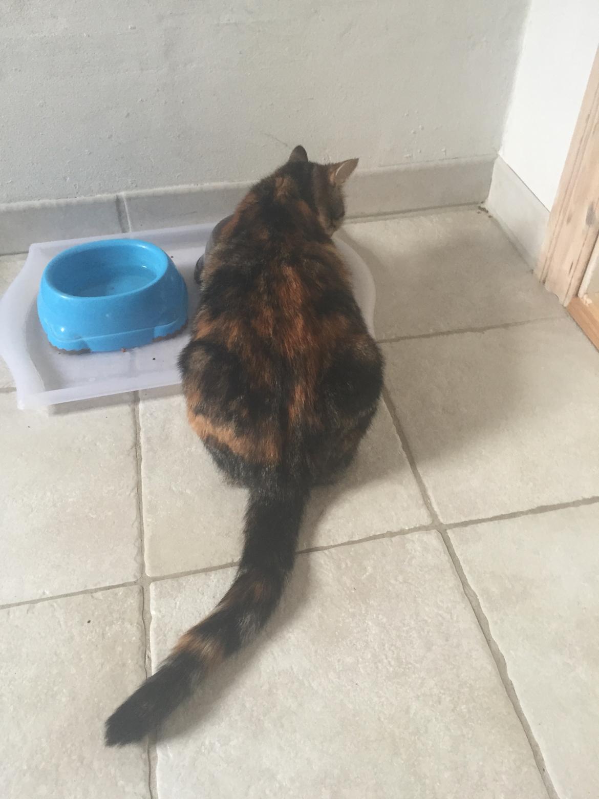 Blanding af racer Bellus billede 5