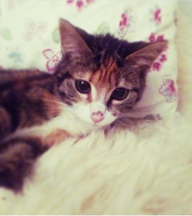 Blanding af racer Bellus billede 2