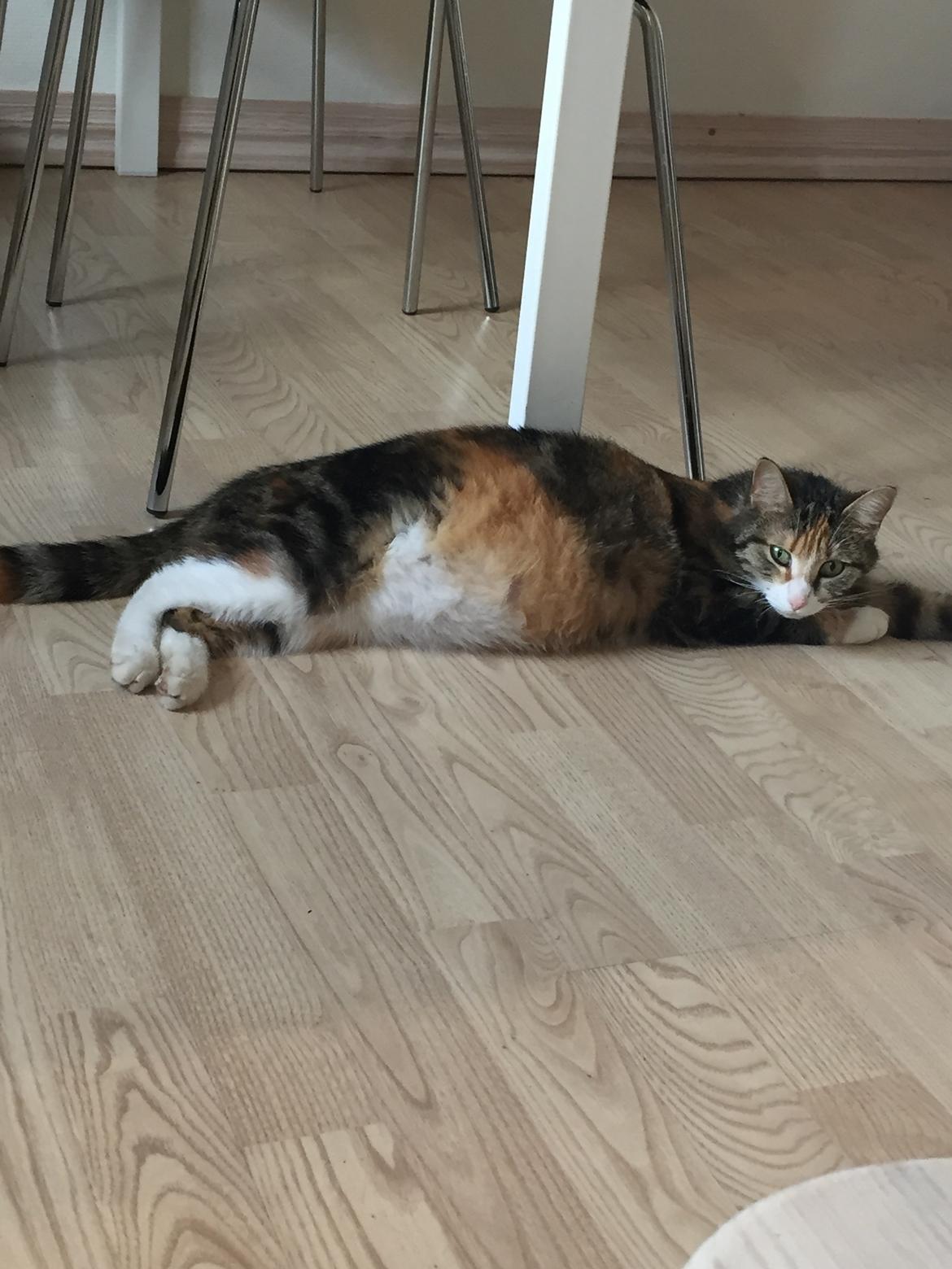 Blanding af racer Bellus billede 3