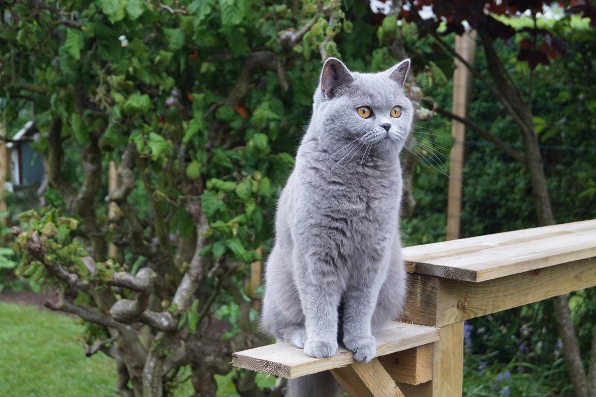 British Shorthair Guddi(Petrines Gurli) billede 21