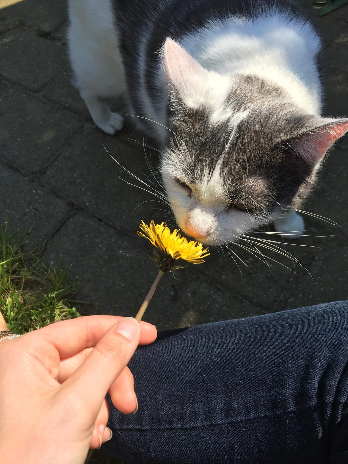 Huskat Musse billede 25