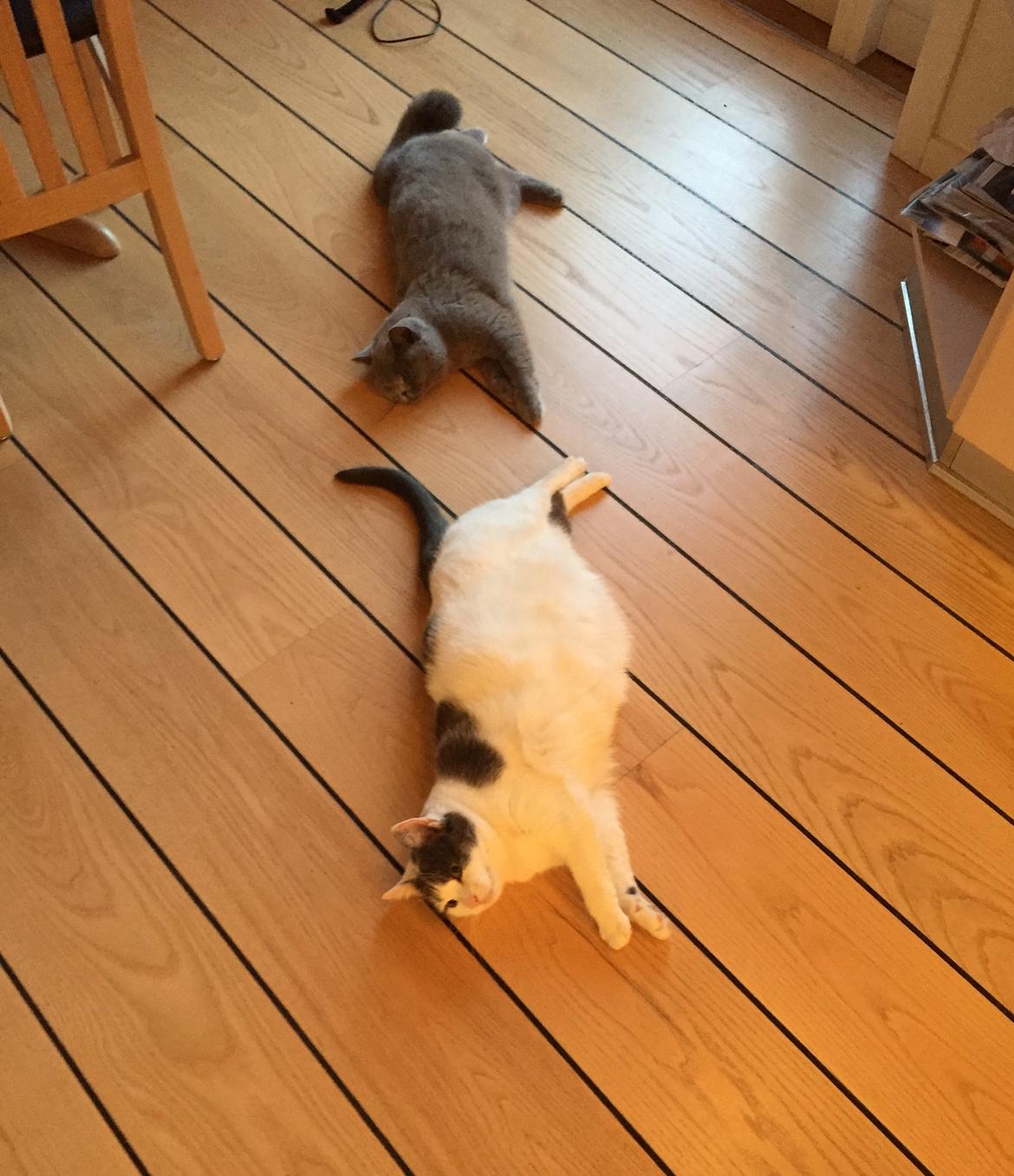 Huskat Musse billede 27