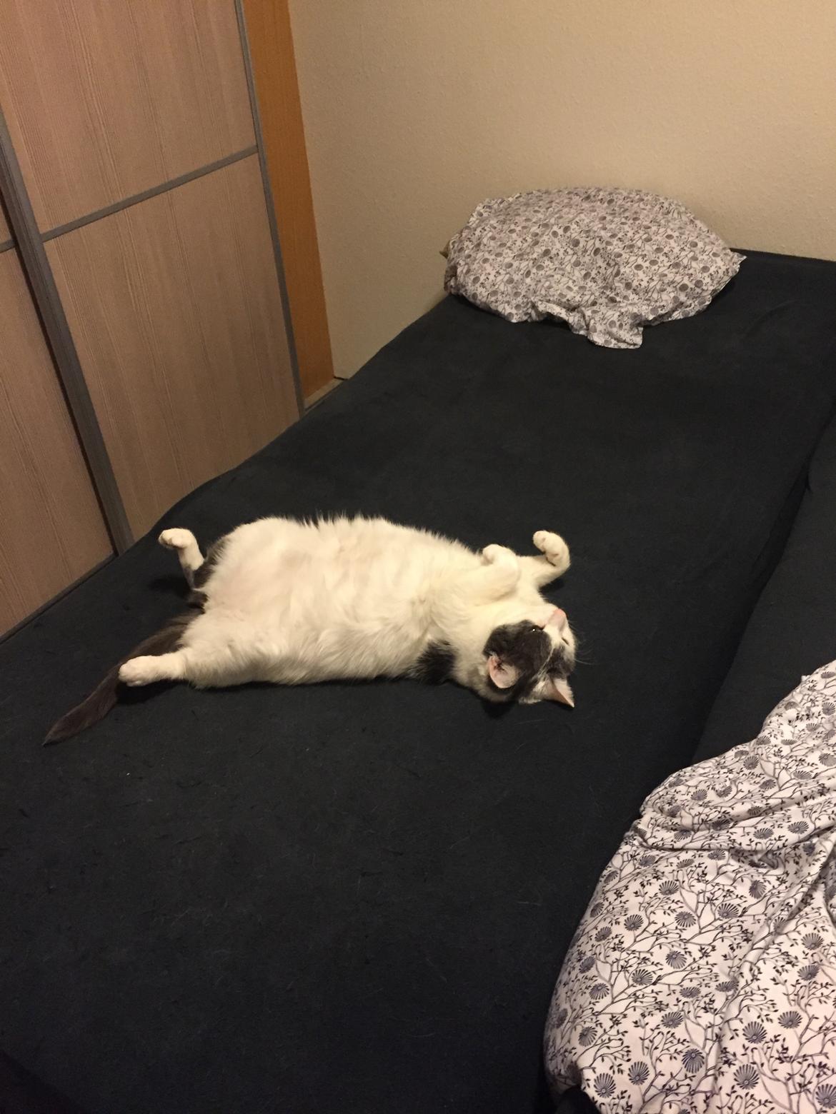 Huskat Musse billede 28