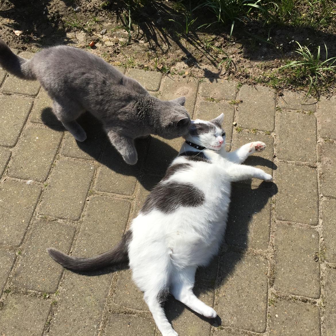 Huskat Musse billede 29