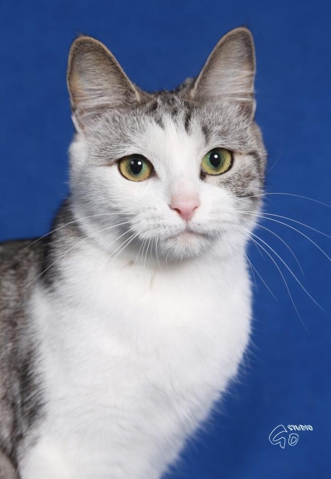 Kurilean Bobtail GIC. Francesa RU billede 2