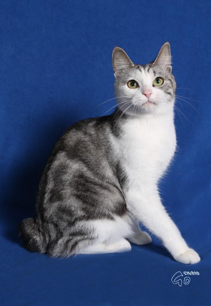 Kurilean Bobtail GIC. Francesa RU billede 3