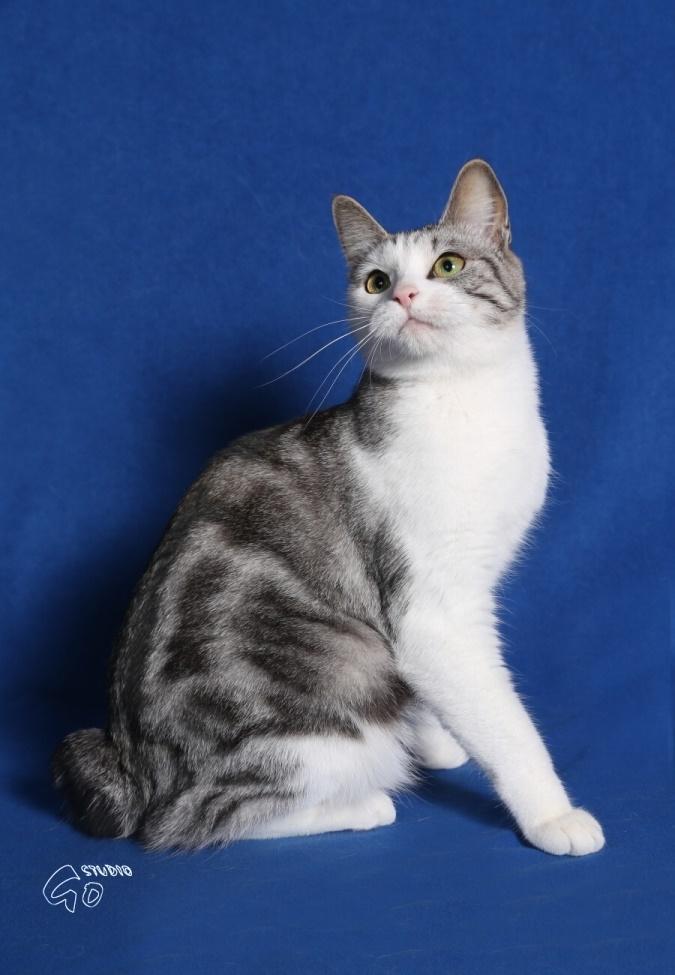 Kurilean Bobtail GIC. Francesa RU billede 4