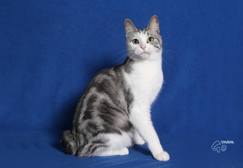Kurilean Bobtail GIC. Francesa RU billede 5