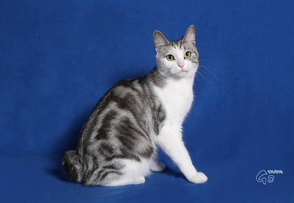 Kurilean Bobtail GIC. Francesa RU billede 6