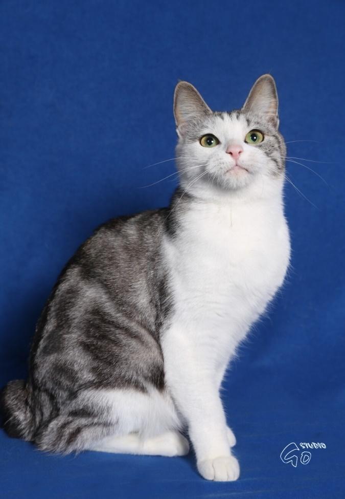 Kurilean Bobtail GIC. Francesa RU billede 1