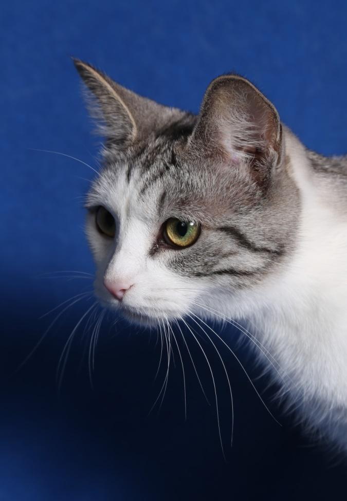 Kurilean Bobtail GIC. Francesa RU billede 7