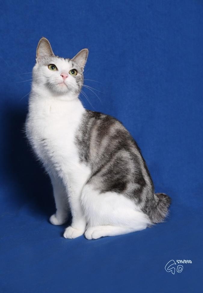 Kurilean Bobtail GIC. Francesa RU billede 9
