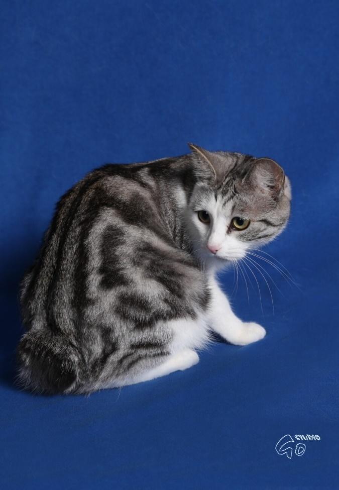 Kurilean Bobtail GIC. Francesa RU billede 8