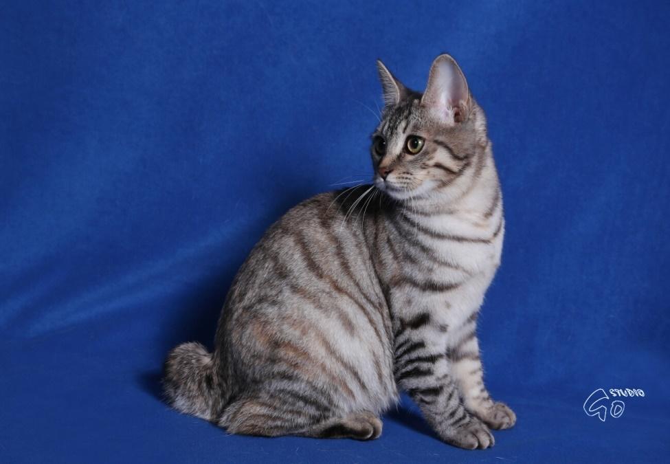 Kurilean Bobtail Agatha - SC. DK KorZhik´s Agatha Christie billede 9