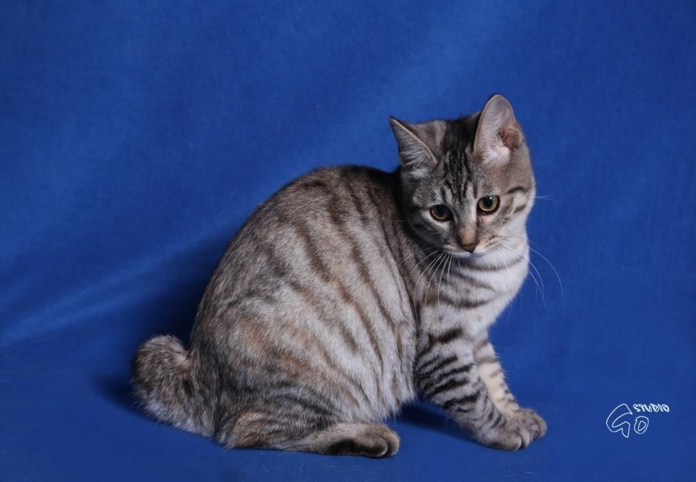 Kurilean Bobtail Agatha - SC. DK KorZhik´s Agatha Christie billede 15