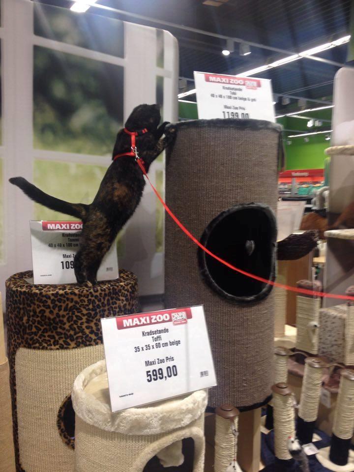 Huskat Saga - Saga var d. 29. maj i Maxizoo til gratis tandtjek og negleklip. Hun fik også drømmet lidt :)  billede 23