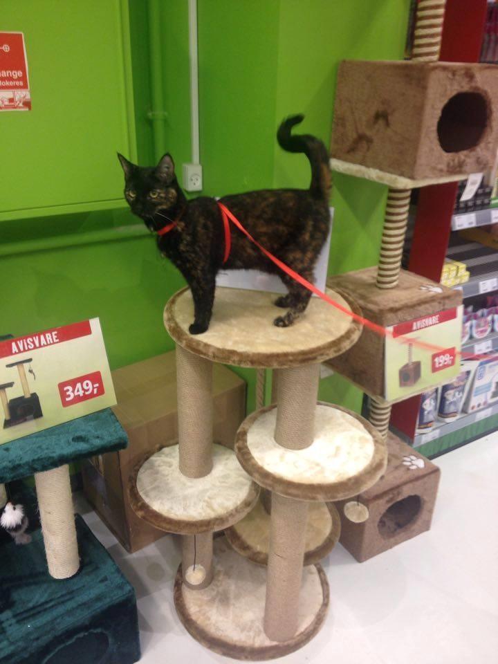 Huskat Saga - Saga var d. 29. maj i Maxizoo til gratis tandtjek og negleklip. Hun fik også drømmet lidt :) billede 21