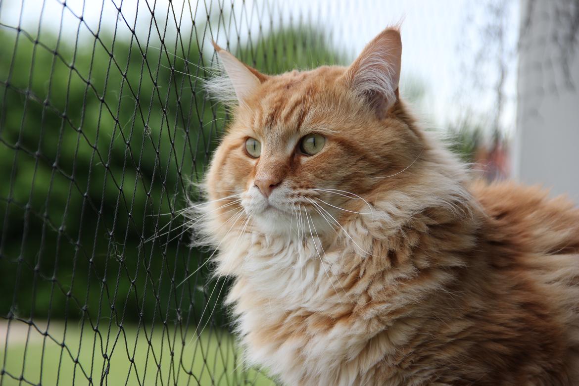 Maine Coon Elmer - 28.05.2016 billede 5