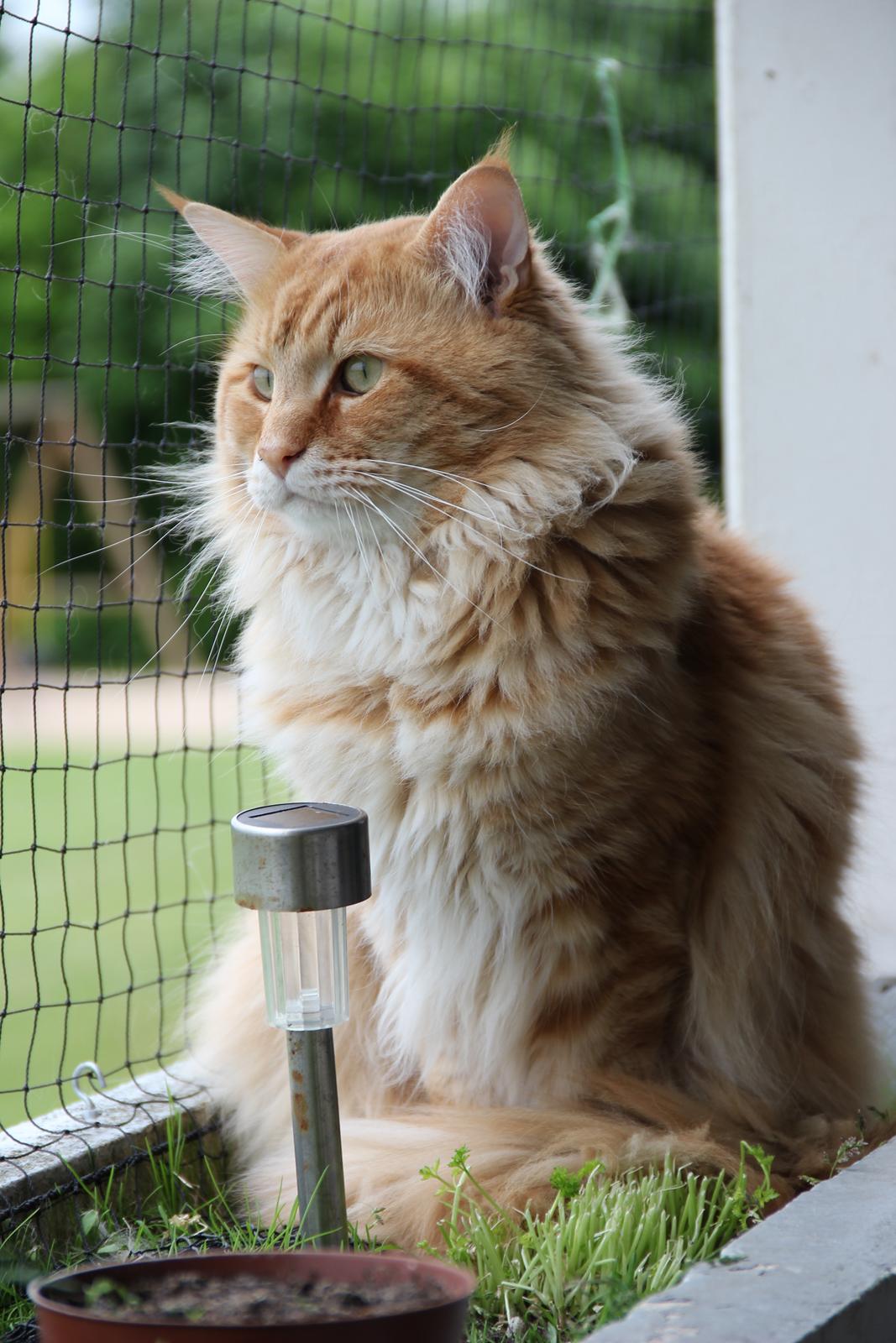 Maine Coon Elmer - 28.05.2016 billede 6