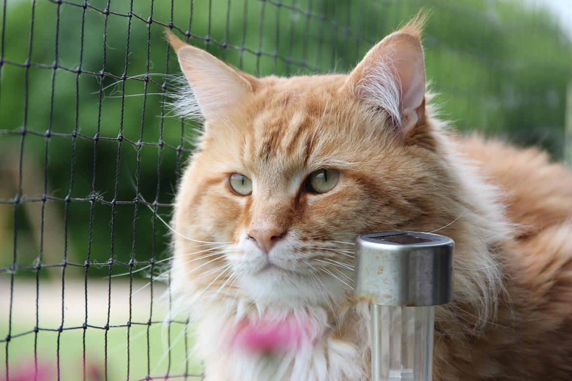 Maine Coon Elmer - 28.05.2016 billede 7