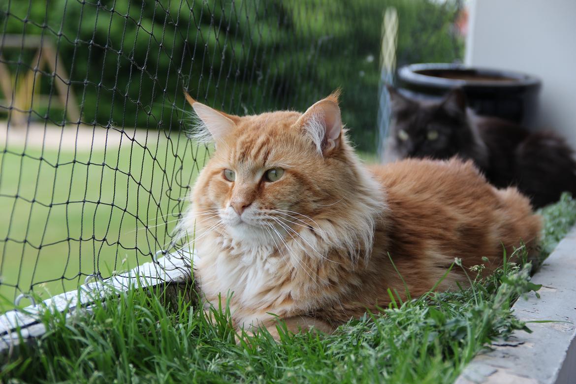 Maine Coon Elmer - 28.05.2016 billede 4