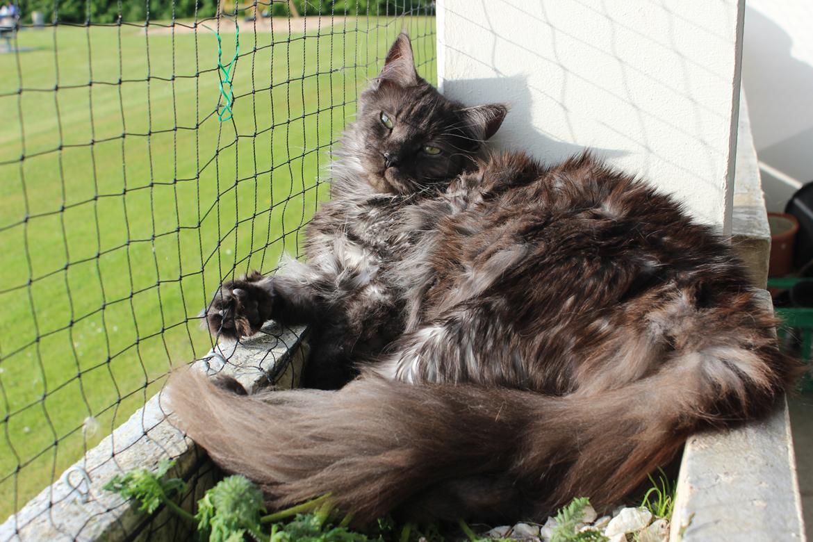 Maine Coon Selma -Venter killinger ca. 19 juni 2016. - 28.05.2016 billede 4