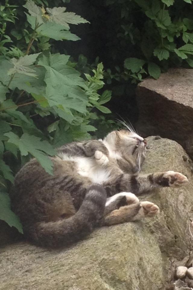 Huskat Speedy - slapper af  billede 14