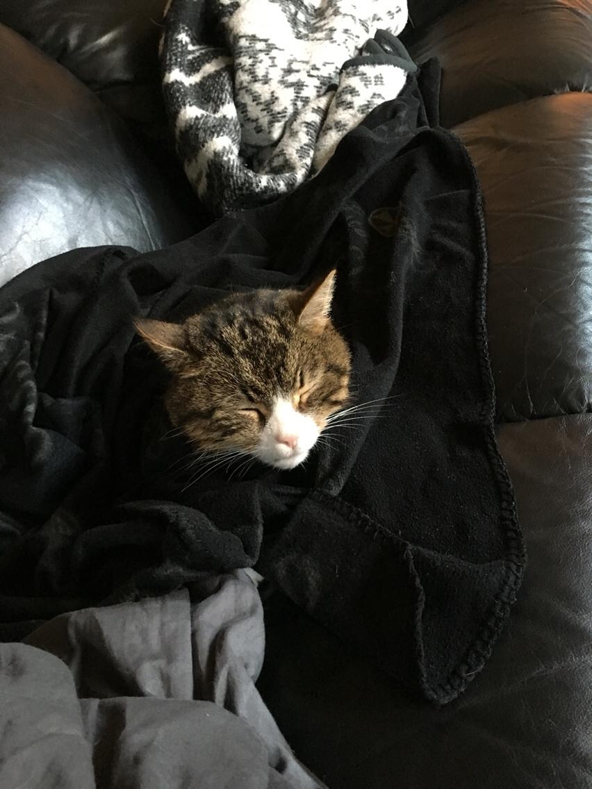 Huskat Buller billede 2