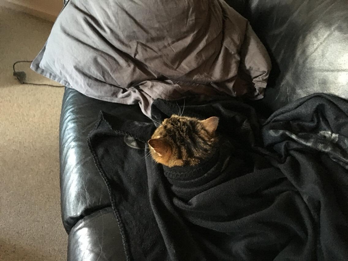 Huskat Buller billede 3