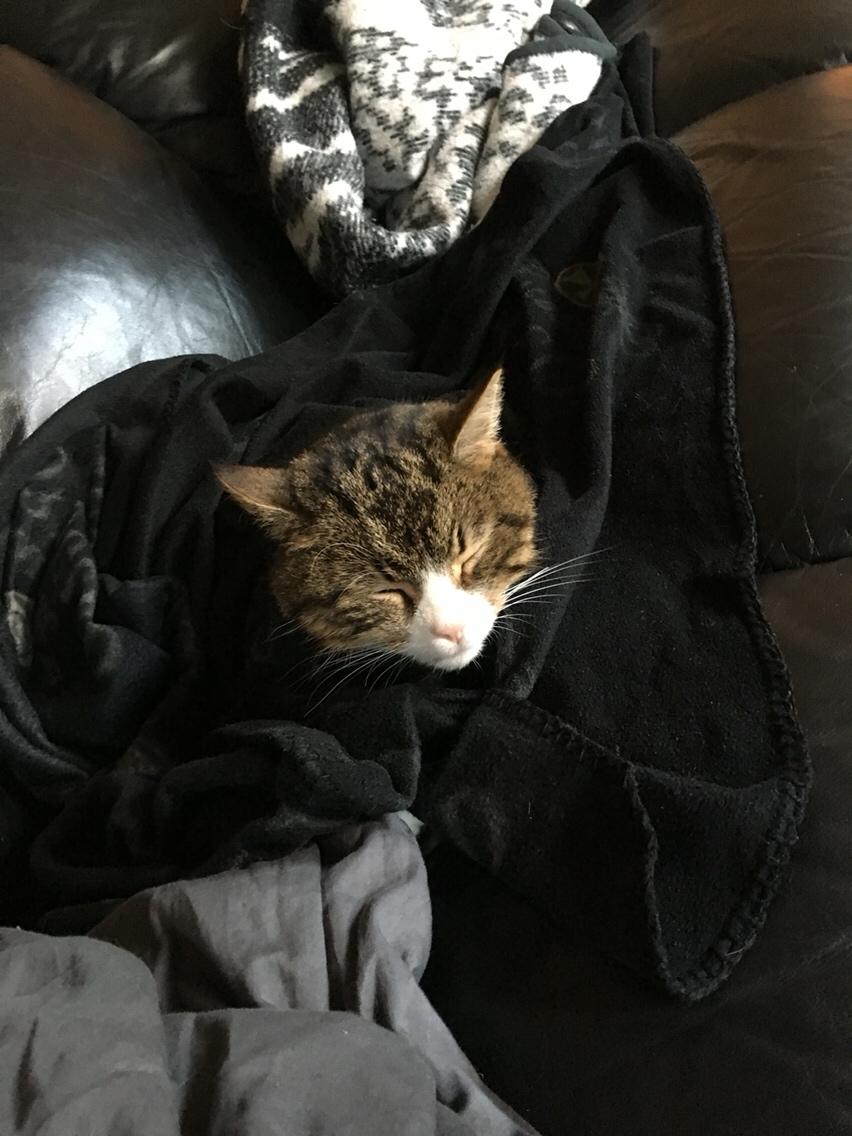 Huskat Buller billede 4