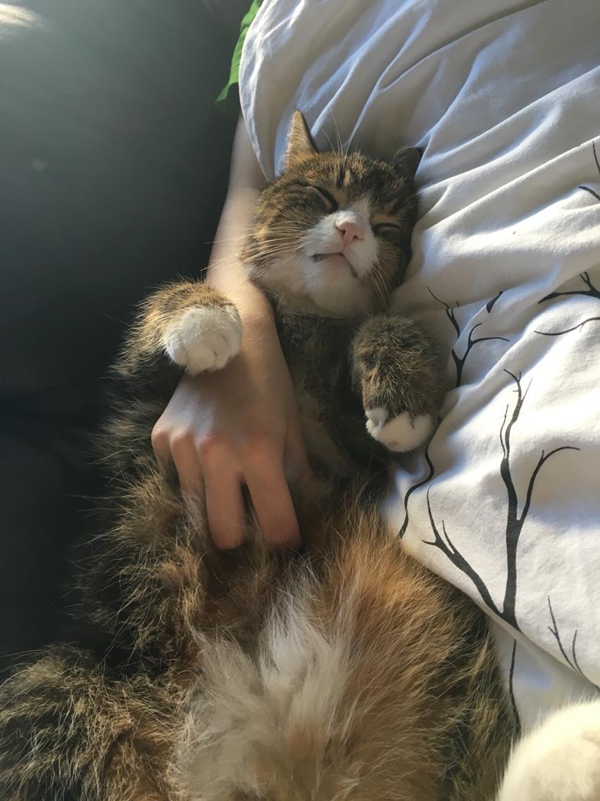 Huskat Buller billede 1