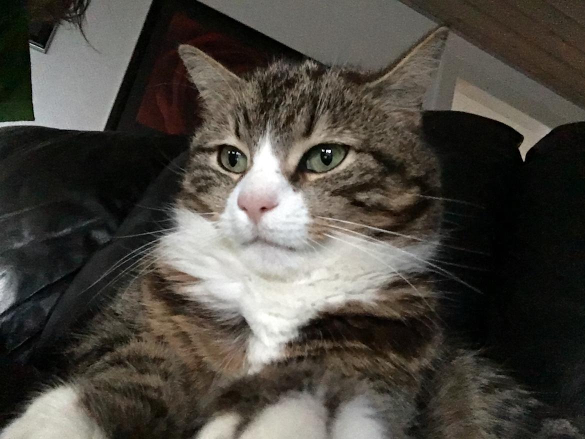 Huskat Buller billede 5