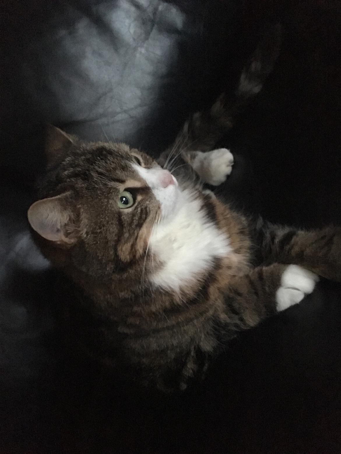 Huskat Buller billede 6