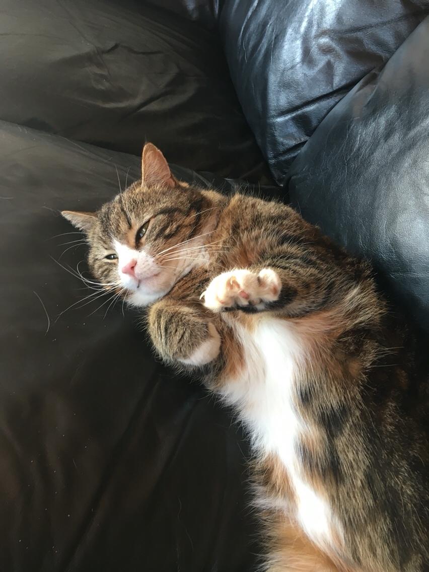 Huskat Buller billede 7