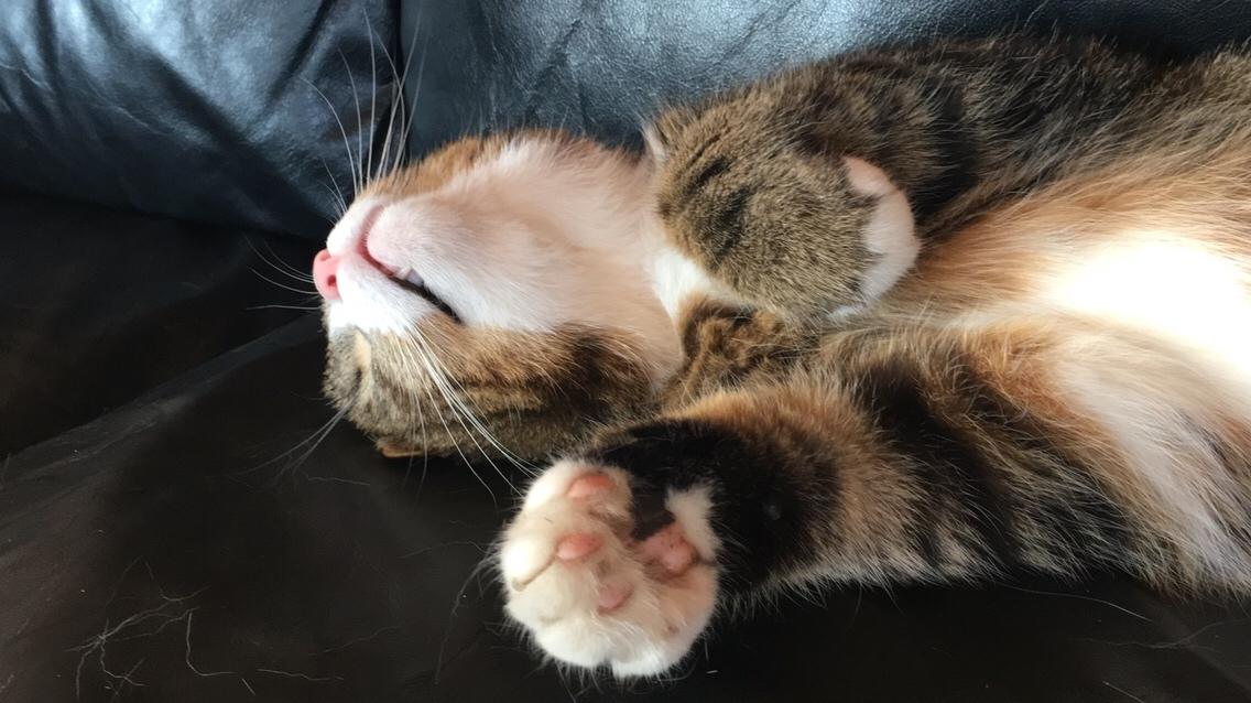 Huskat Buller billede 8