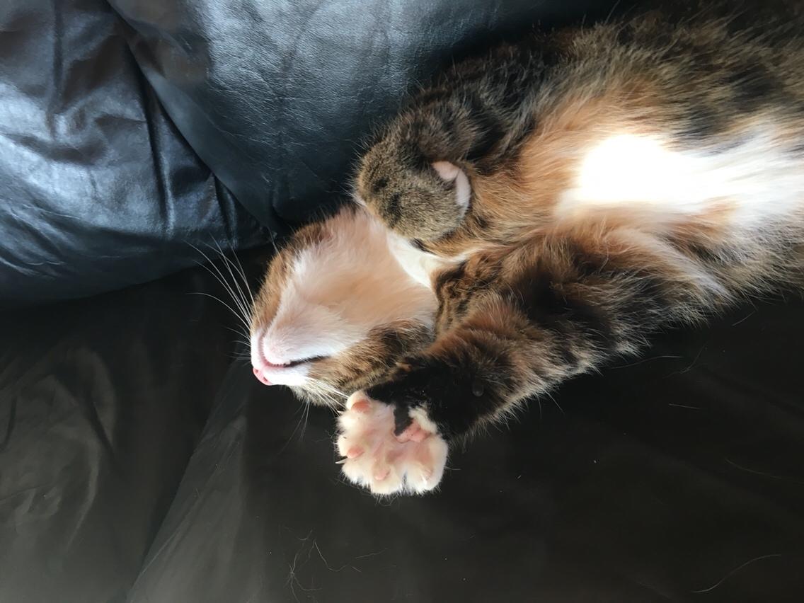 Huskat Buller billede 9