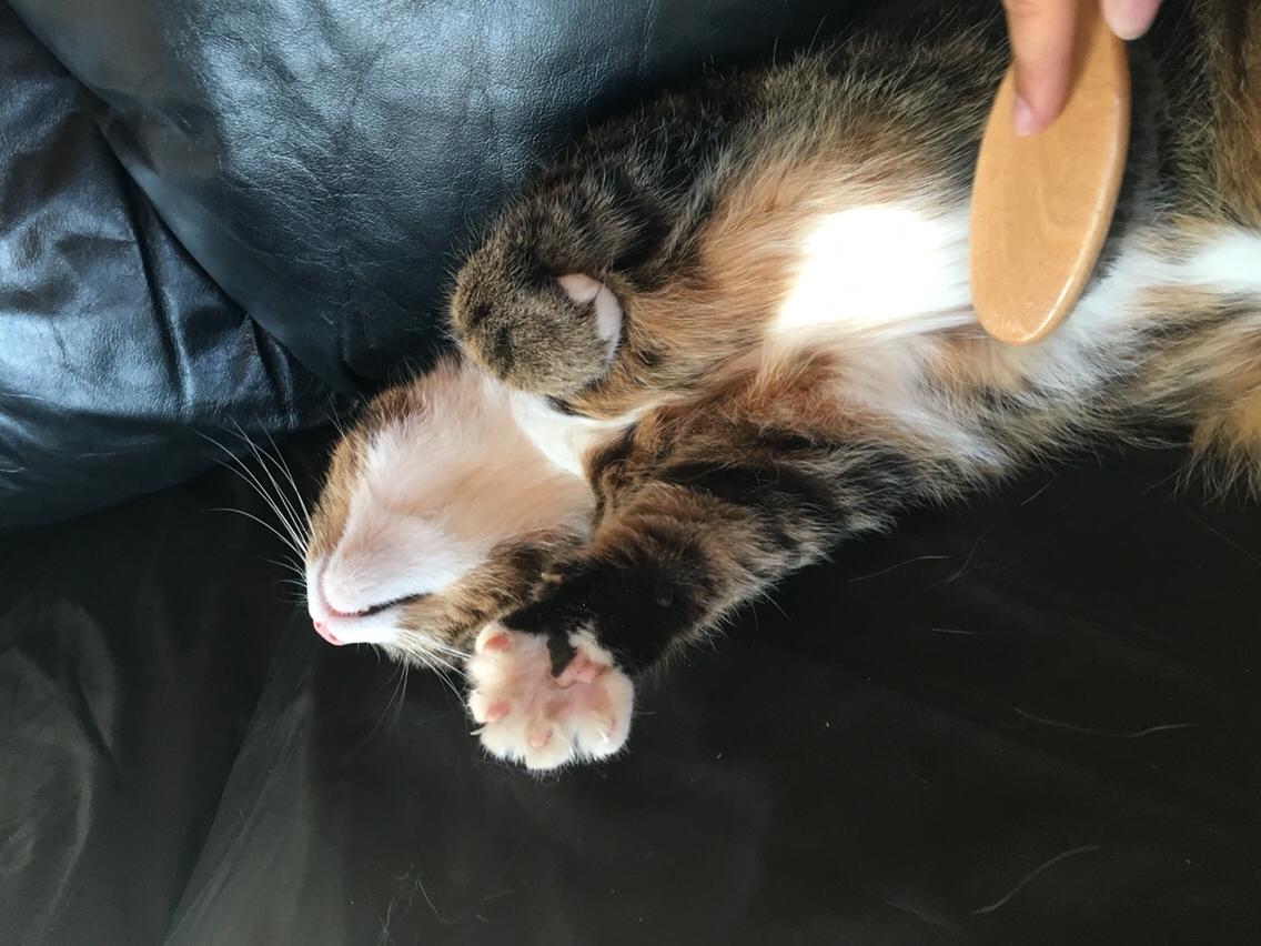 Huskat Buller billede 10