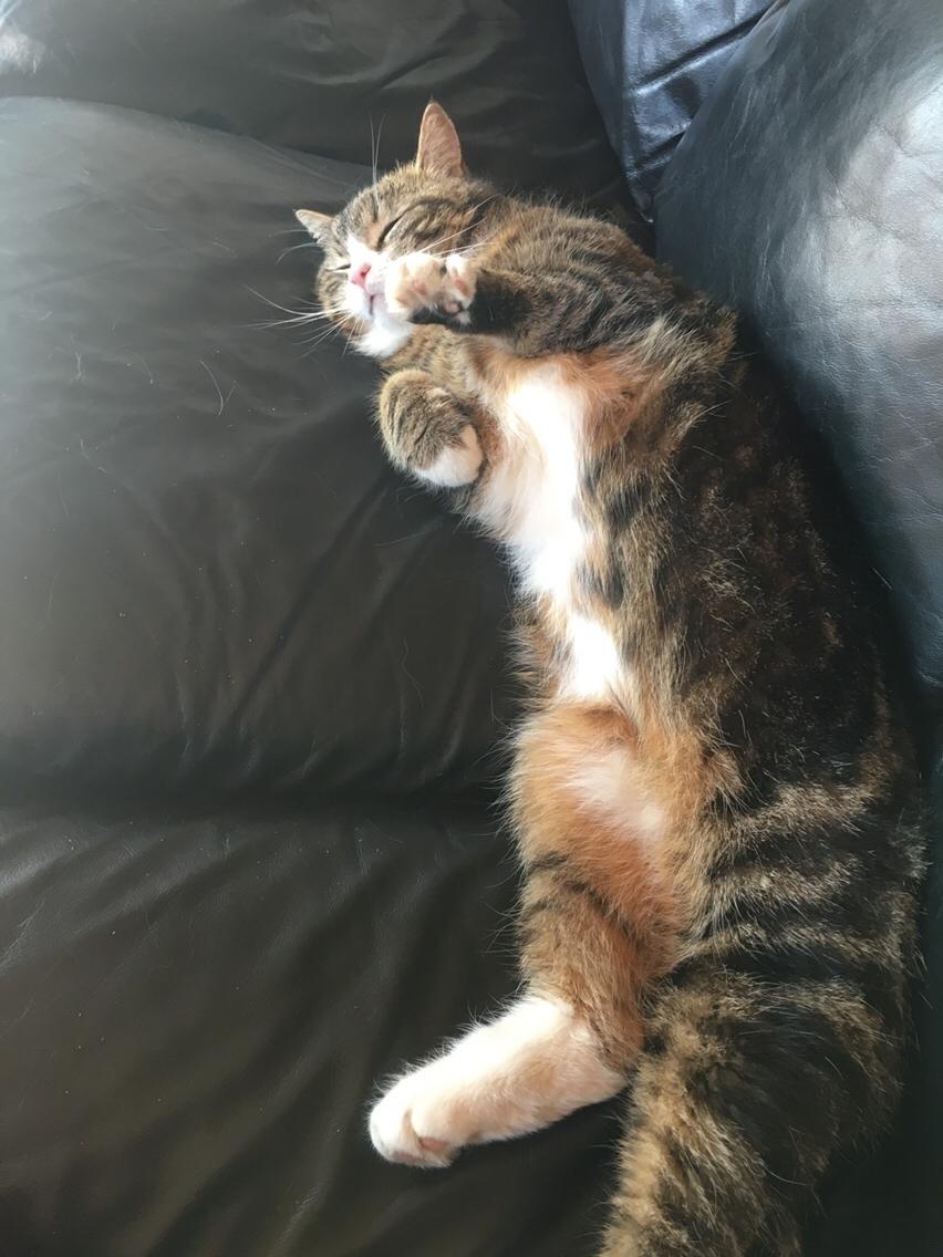 Huskat Buller billede 11