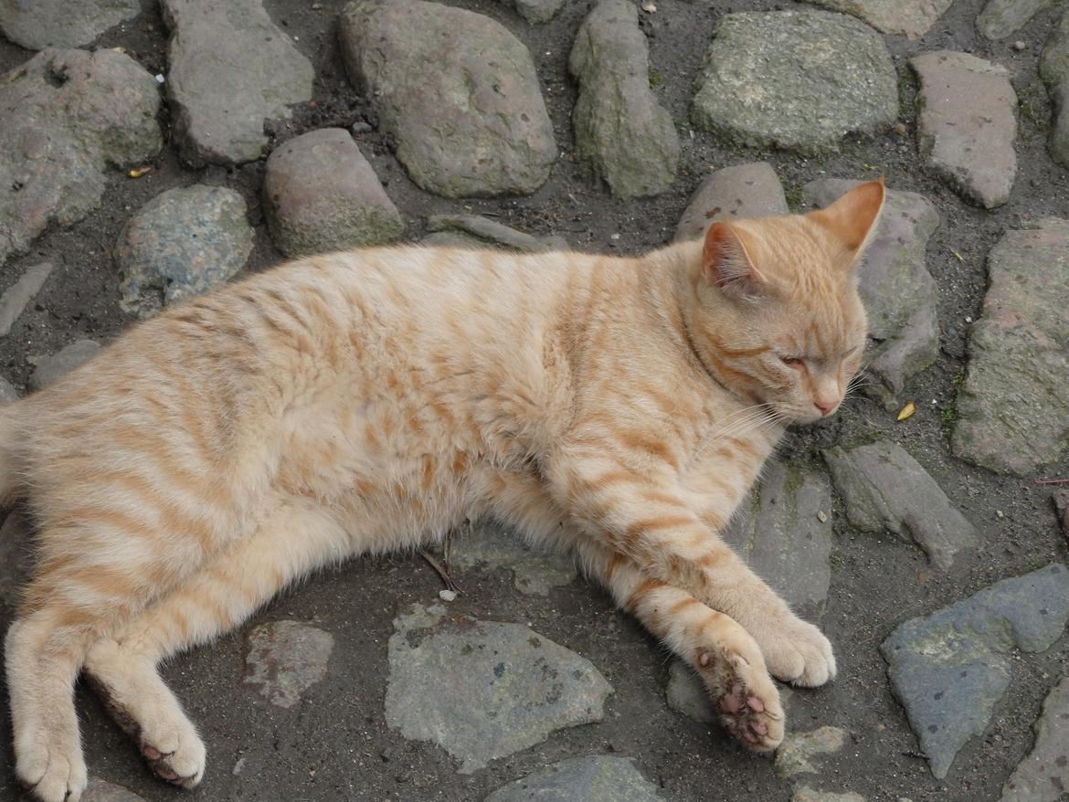 Huskat Garfild billede 2