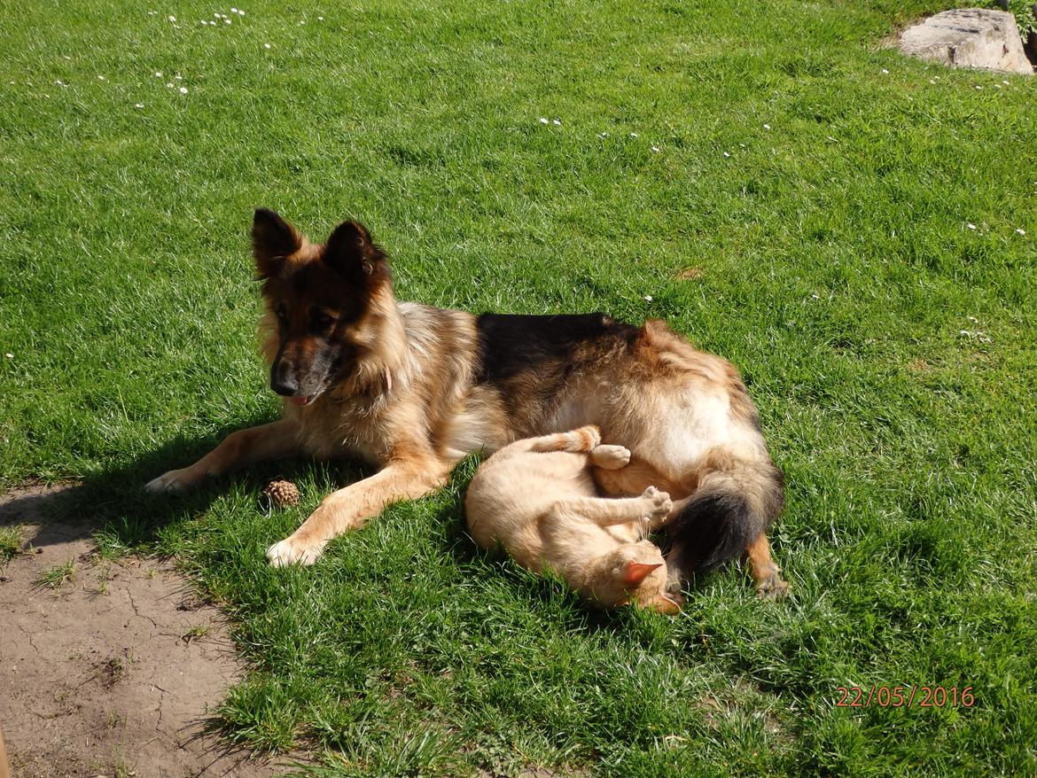 Huskat Garfild billede 3