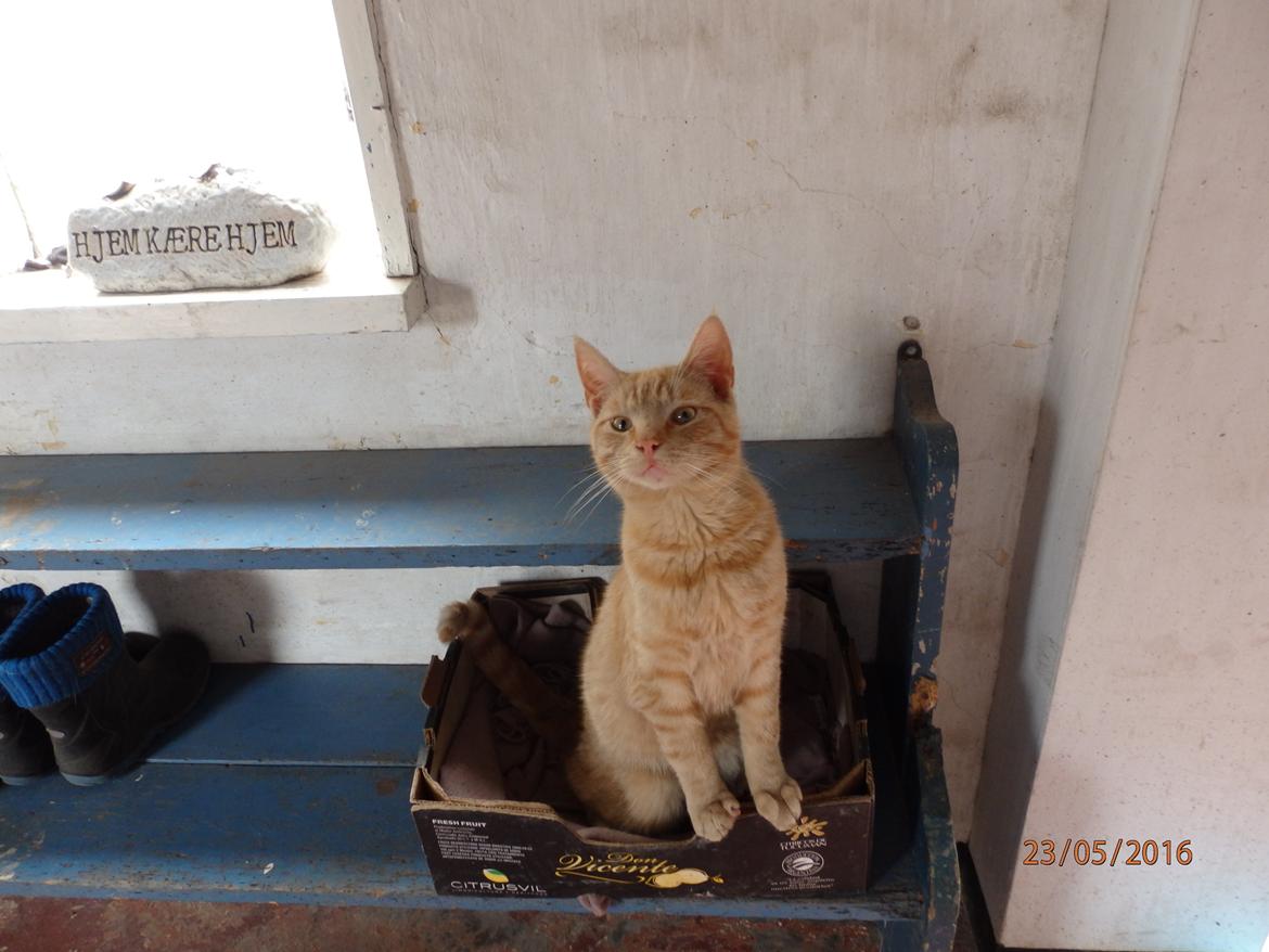 Huskat Garfild billede 5