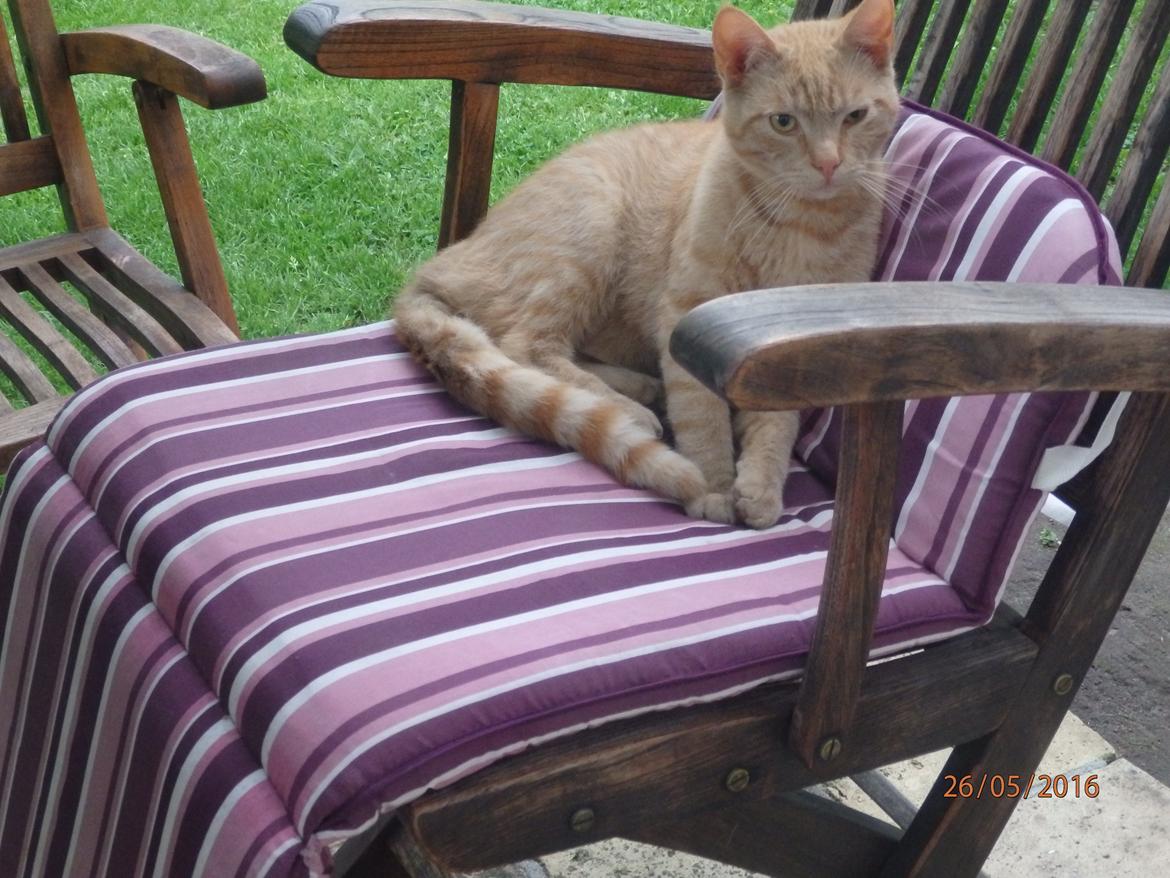 Huskat Garfild billede 6