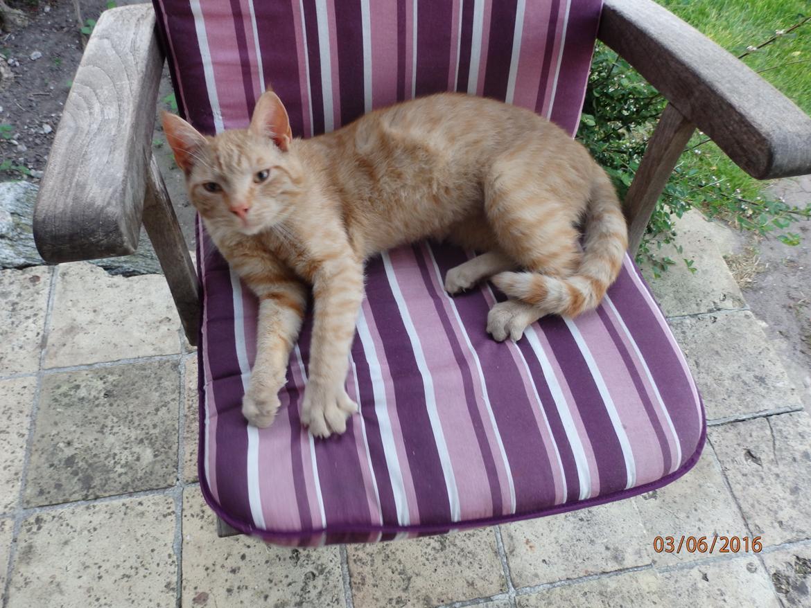 Huskat Garfild billede 7