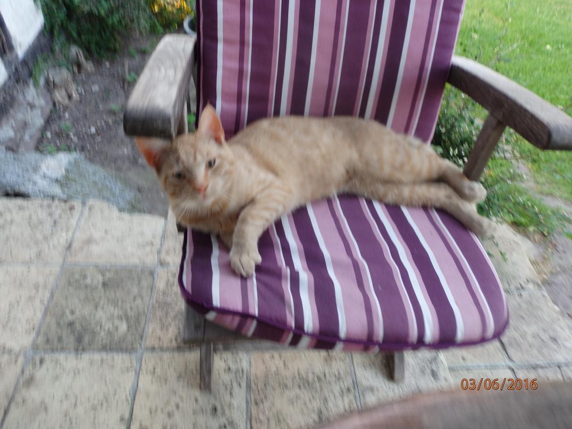 Huskat Garfild billede 8