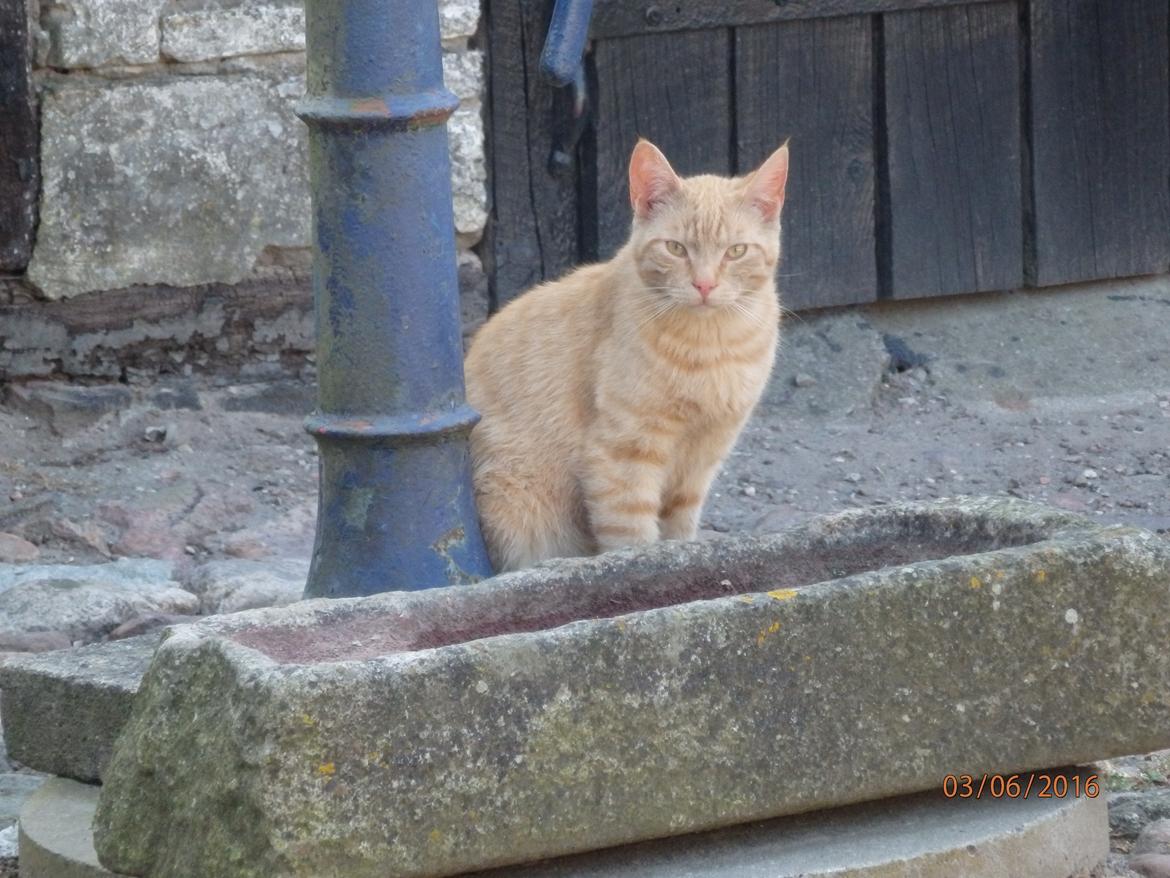 Huskat Garfild billede 1