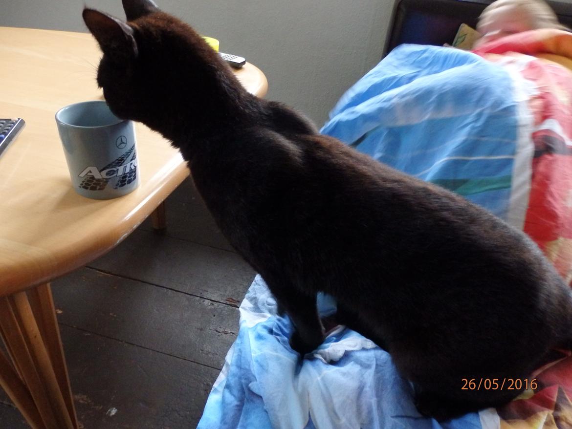 Huskat Knud billede 4