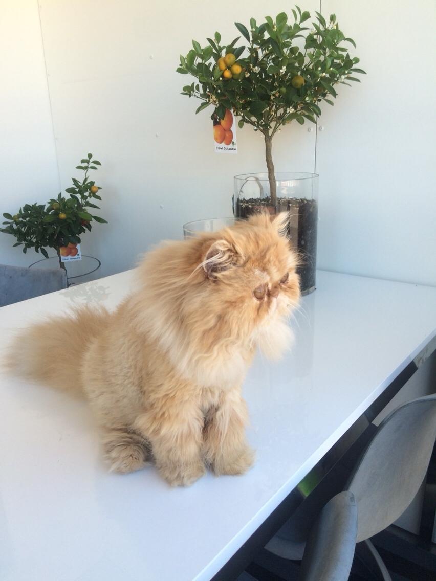 Perser Buddha No. 1 billede 18