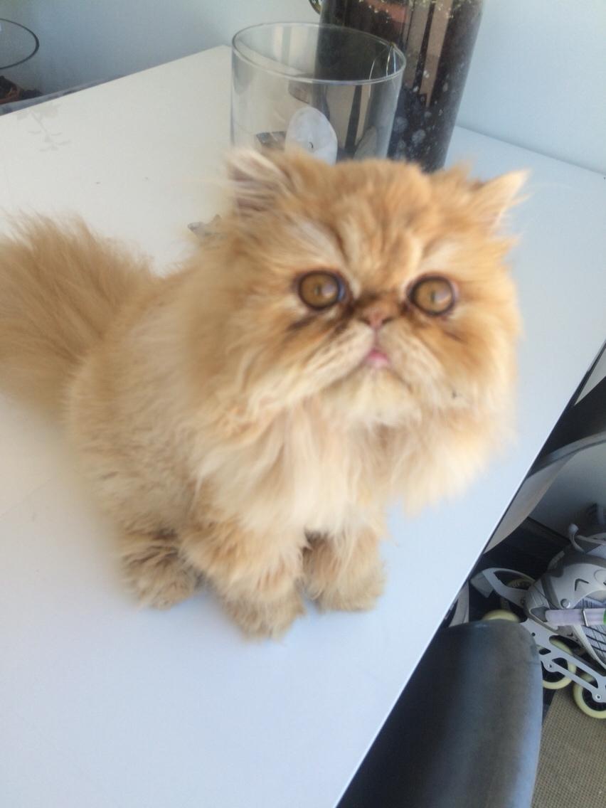 Perser Buddha No. 1 billede 19