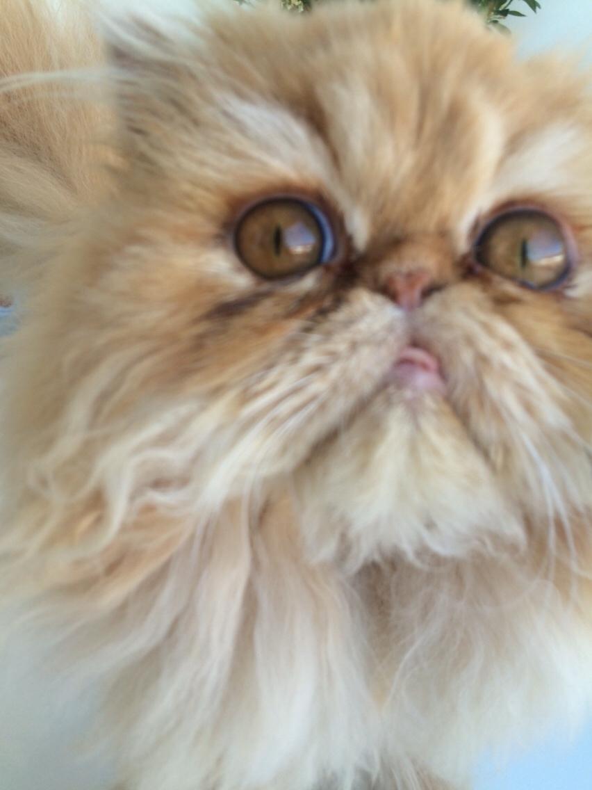 Perser Buddha No. 1 billede 20